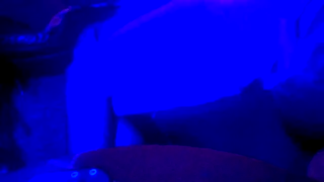 Crystalbitchx online show from October 31, 2025, 4:47 pm