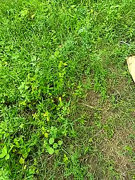 Snapshot of kummuduabbai chatting on September 12, 2025, 8:25 am kummuduabbai online show from September 12, 2025, 8:25 am