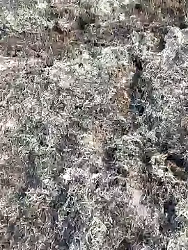 Snapshot of Gopal1243 chatting on February 11, 2025, 3:50 am Gopal1243 online show from February 11, 2025, 3:50 am