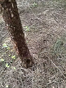 Snapshot of Gopal1243 chatting on September 23, 2025, 1:01 am Gopal1243 online show from September 23, 2025, 1:01 am